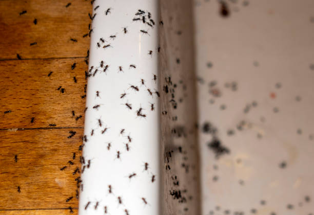 Pest Control Cost in Rice, TX
